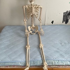 ガイコツの模型の画像