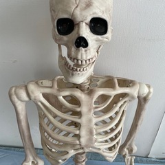 ガイコツの模型の画像