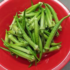 朝採れたて無農薬自家製新鮮野菜の画像