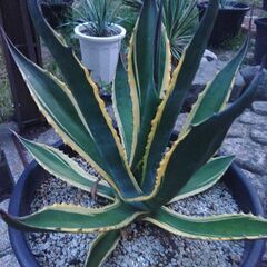 アガベ　トニーズタイガー　US株の孫カキコの画像