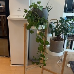 IKEA 観葉植物セット（台付）の画像
