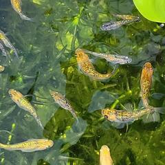 メダカ サボラメ 10匹＋α 1000円の画像