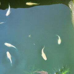 メダカ 半だるま 10匹＋α 1000円の画像