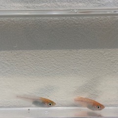 メダカ 王華 ペアの画像