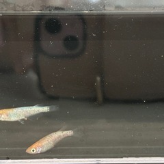 メダカ 王華 ペアの画像