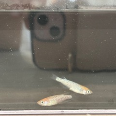 メダカ 王華 ペアの画像