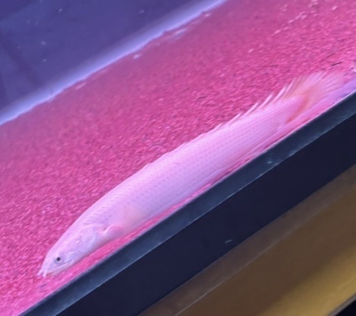 プラチナセネガルポリプ