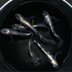 メダカ　白虎松井ヒレ長　若魚サイズ　10匹の画像