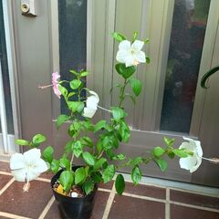 ハイビスカス（ホワイトバタフライ、ピンクバタフライ）寄せ植え苗の画像
