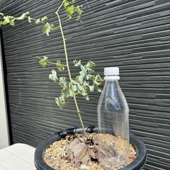 亀甲竜　塊根植物の画像