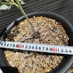 亀甲竜　塊根植物の画像