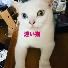 猫が逃げてしまいました