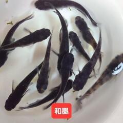 めだか　メダカ　和墨　2ペア+1　【3セット限定】の画像
