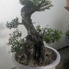 マッコウ盆栽　　説明を最後まで読んで下さいの画像