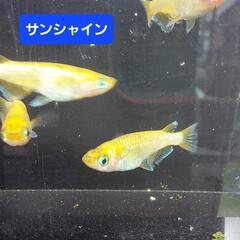 めだか　メダカ　サンシャイン　1ペア+1　【5セット限定】の画像
