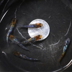 25"上物三色ラメ幹之サファイア系1ペアの画像