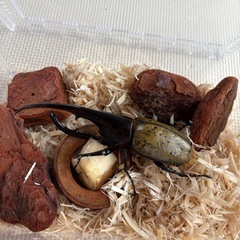 ヘラクレスオオカブト３令幼虫　５匹⭐︎美シルエット血統の画像