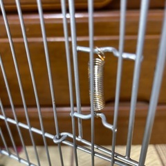 フクロモモンガゲージ（お引き取り決定しました）の画像