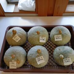 カボチャ🎃の画像