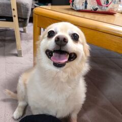 チワワ×ダックス（メス）