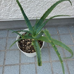キダチアロエの画像