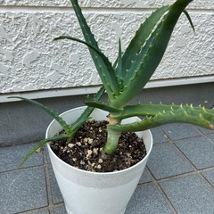 キダチアロエの画像