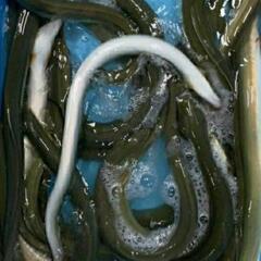 ⑧鰻釣り専門ラインオープンチャット【鰻遊会】メンバー募集のお知ら...