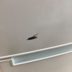 6ヶ月動作保証付 ニトリ 2ドア冷蔵庫の画像