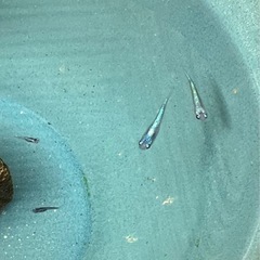 サファイアメダカの稚魚　10匹　飼育素人　親子様限定の画像