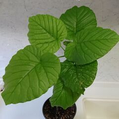 人気のウンベラータの画像