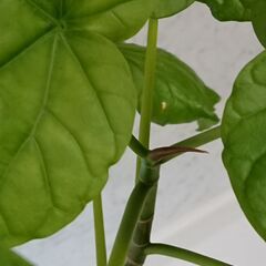 人気のウンベラータの画像