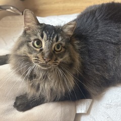 もふもふ長毛猫 1歳男の子
