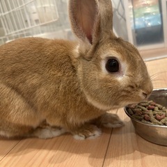 ウサギ　雑種