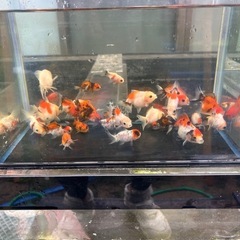 ショートテールオランダ5匹稚魚ランダムの画像
