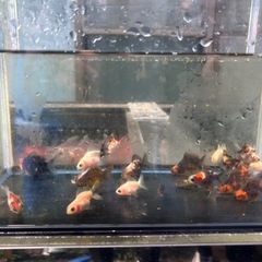 ショートテール流金稚魚5匹セット金魚の画像