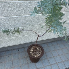銀葉アカシア　プルプレアの画像