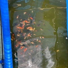 ショートテール流金稚魚5匹セット金魚の画像
