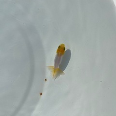 （2521）宇野系当歳魚5匹セット     約4cm弱〜4.5cm   上物　  の画像