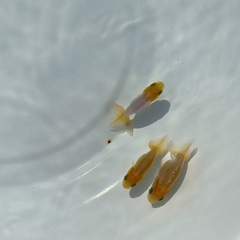 （2521）宇野系当歳魚5匹セット     約4cm弱〜4.5cm   上物　  の画像