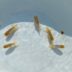 （2521）宇野系当歳魚5匹セット     約4cm弱〜4.5cm   上物　  の画像