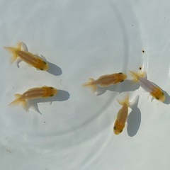 （2521）宇野系当歳魚5匹セット     約4cm弱〜4.5cm   上物　  の画像