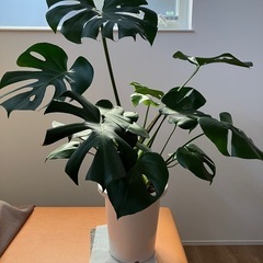 【観葉植物】　モンステラの画像