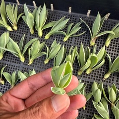 無料　アガベ　白閃光の画像