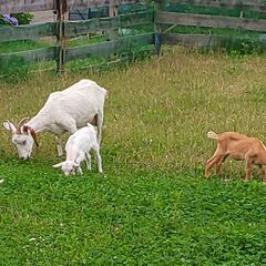 ５歳と２歳と６ヶ月のメスヤギをもらってください。