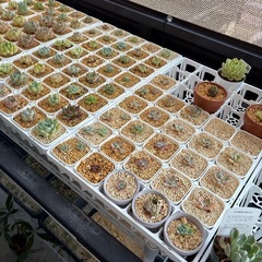 多肉植物の画像