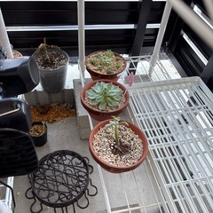 多肉植物の画像