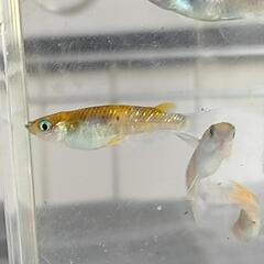 改良メダカ「花魁」4匹の画像
