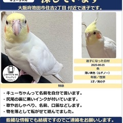 ⚫︎オカメインコ⚫︎情報が欲しいです！