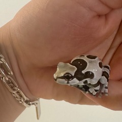 ミルキーフロッグ オタマジャクシ 10匹3000円〜の画像