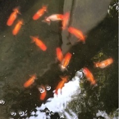 らんちゅう 15匹まとめて 日らん全国クラスの方の系統 の画像